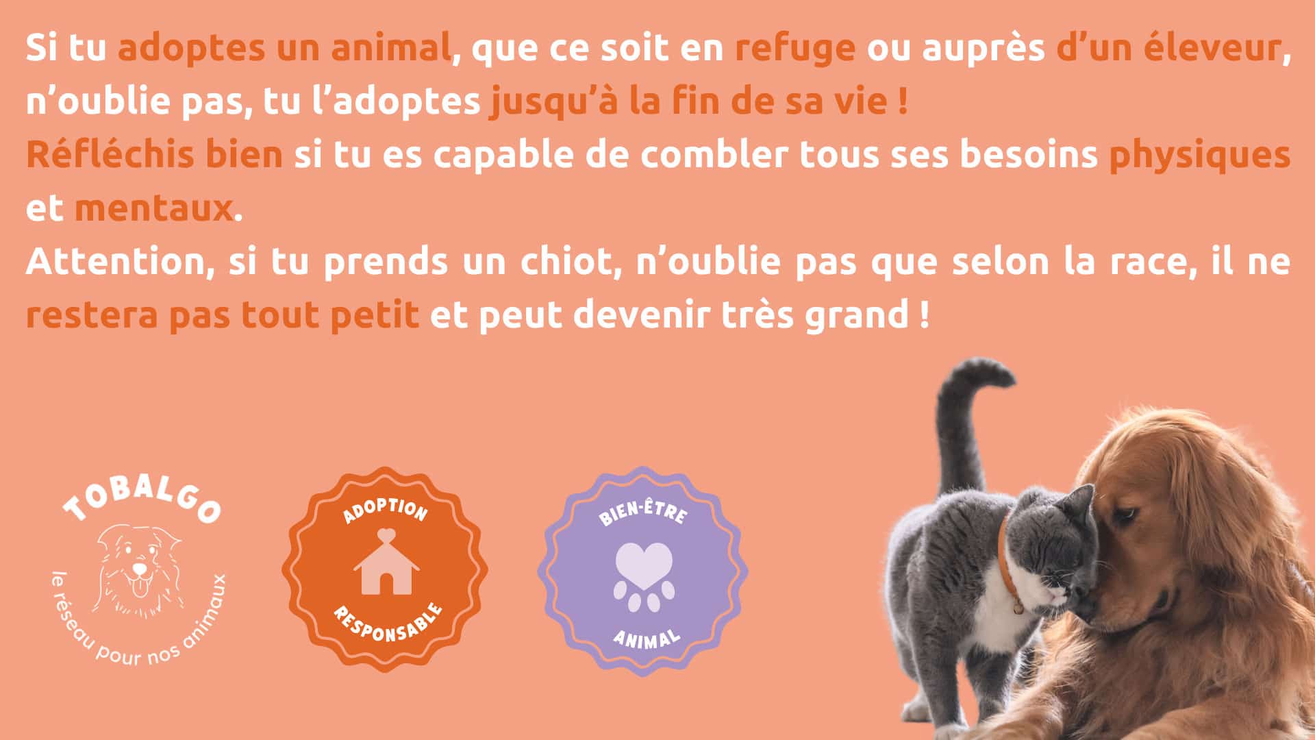 adoption responsable chien chat