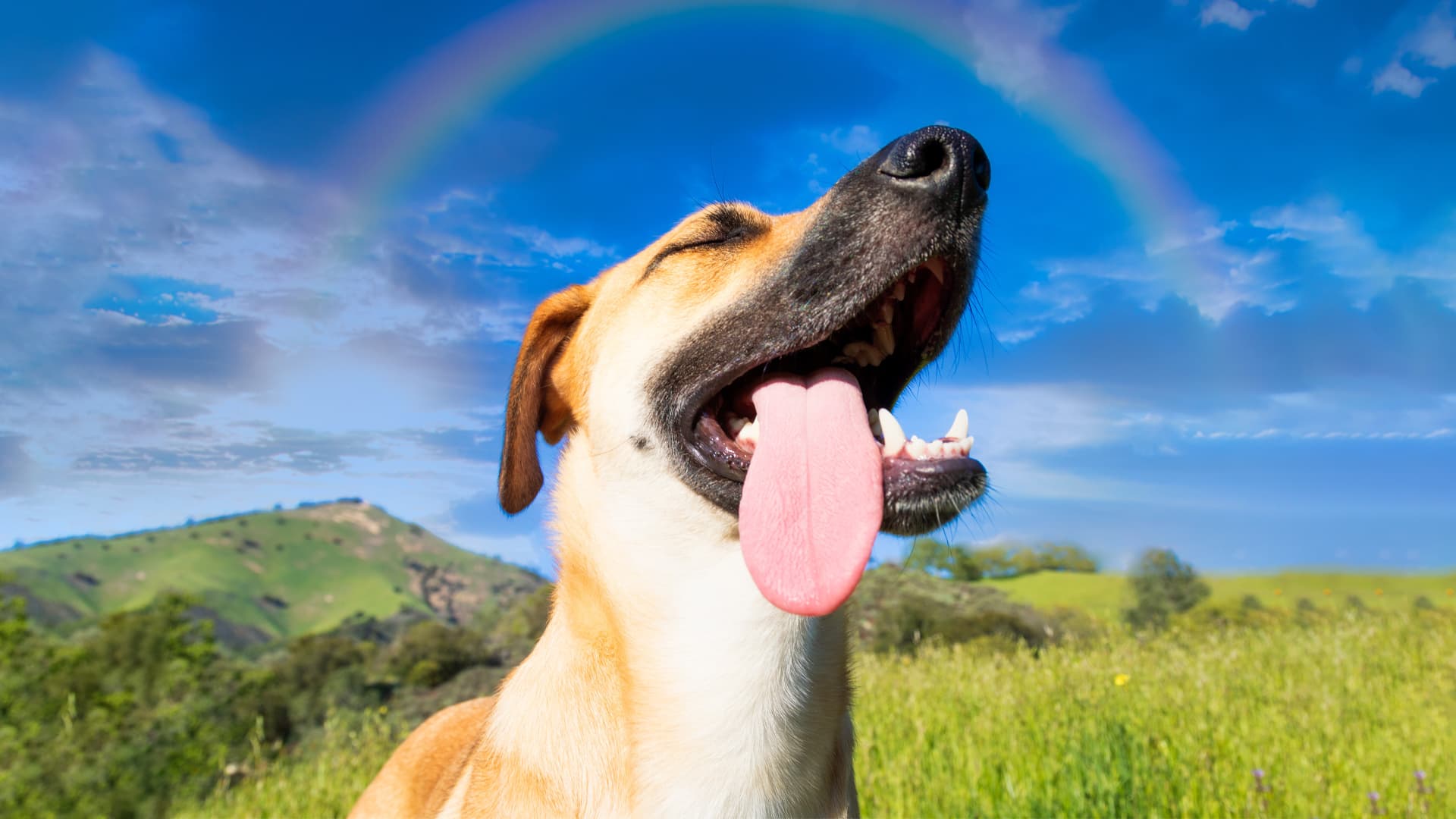 bien dans ses pattes