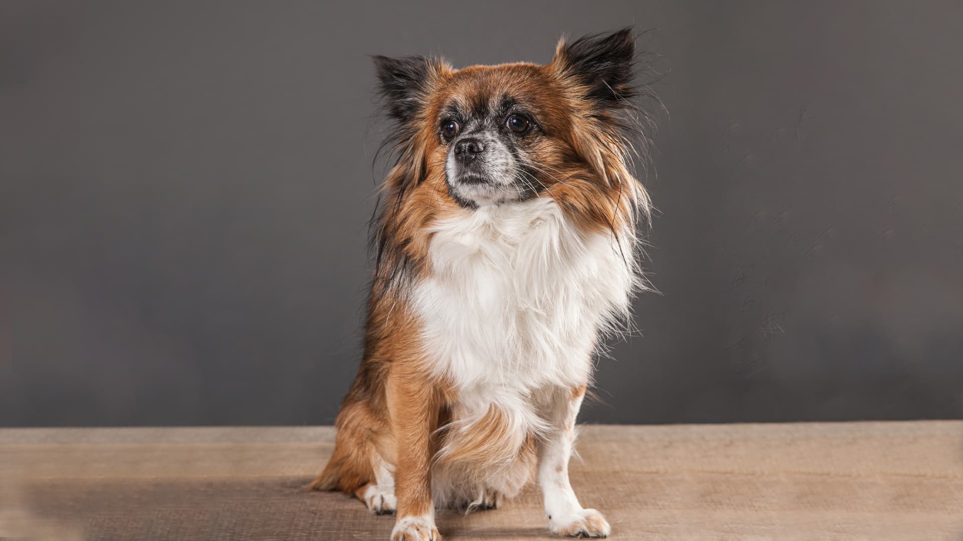 chihuahuas à poil long