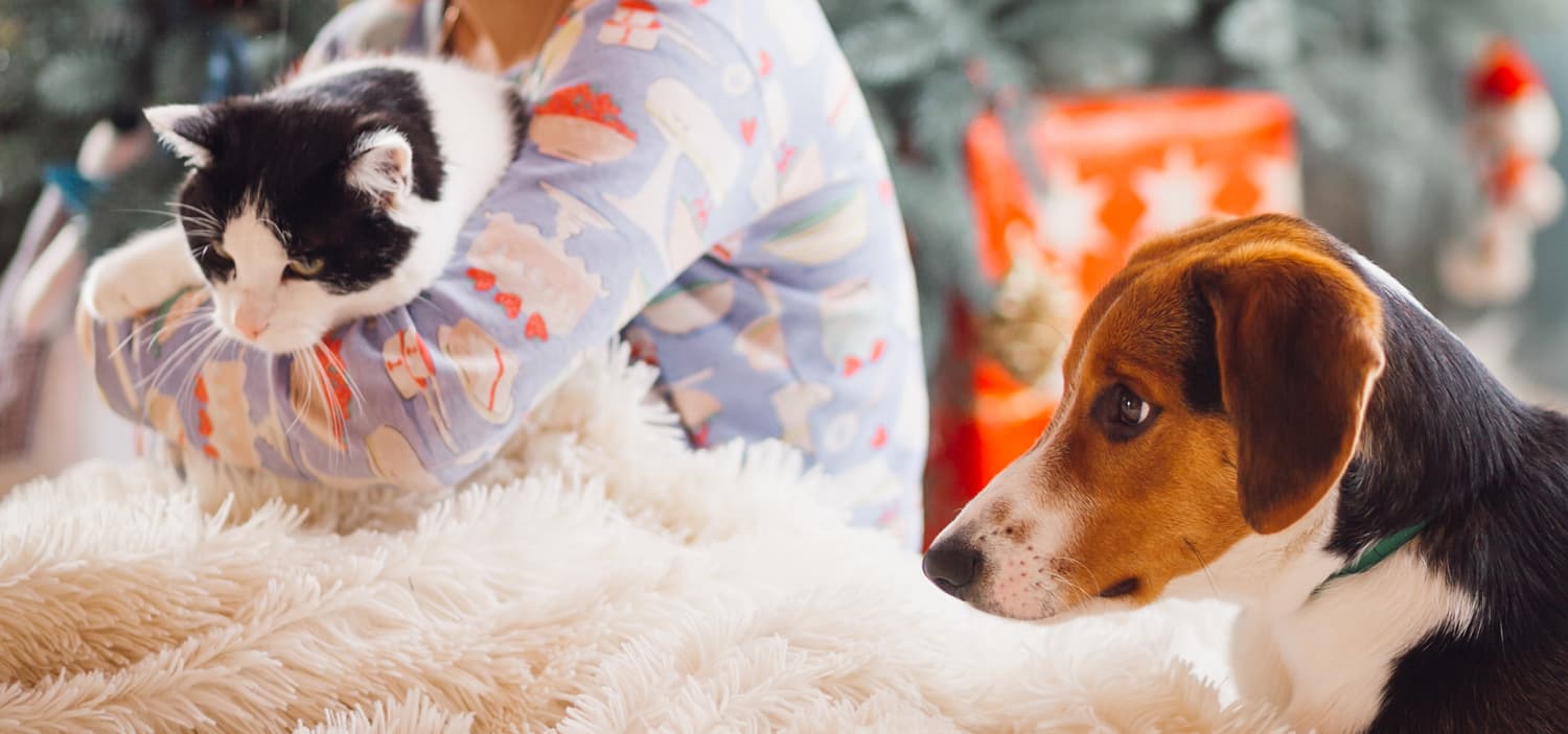 cohabitation chat chien