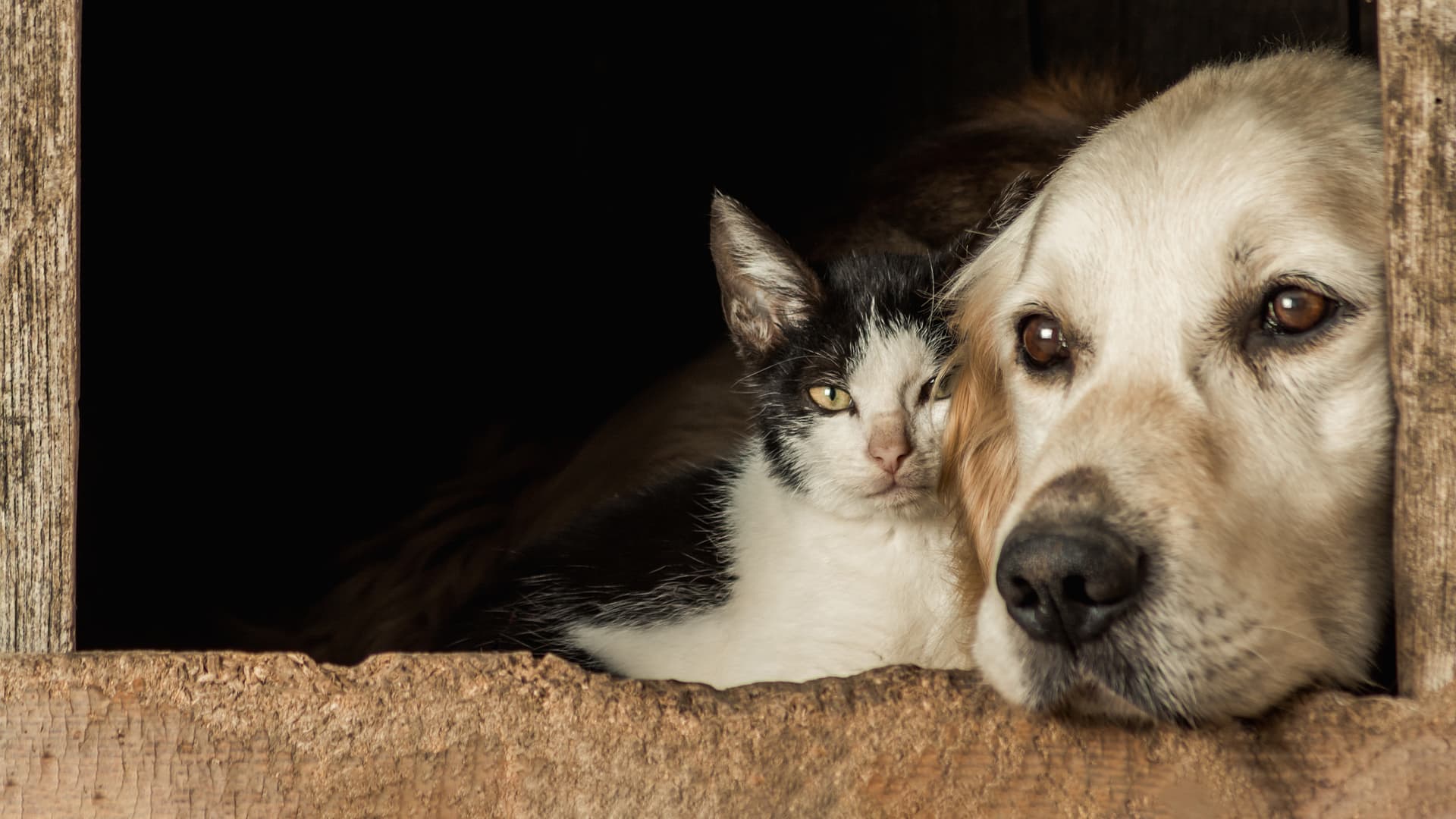 cohabitation chien et chat