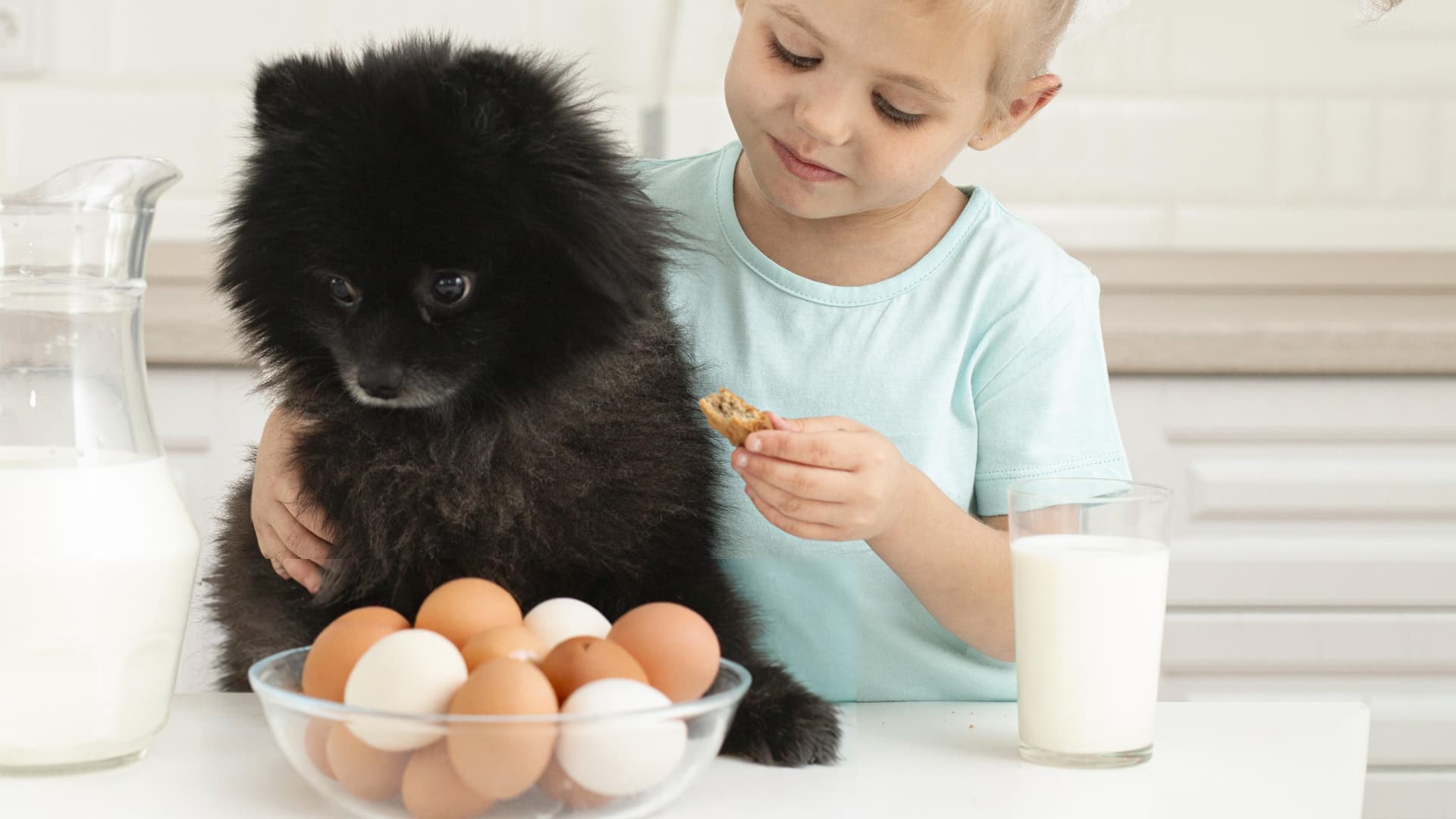 combien d'oeuf par semaine pour un chien