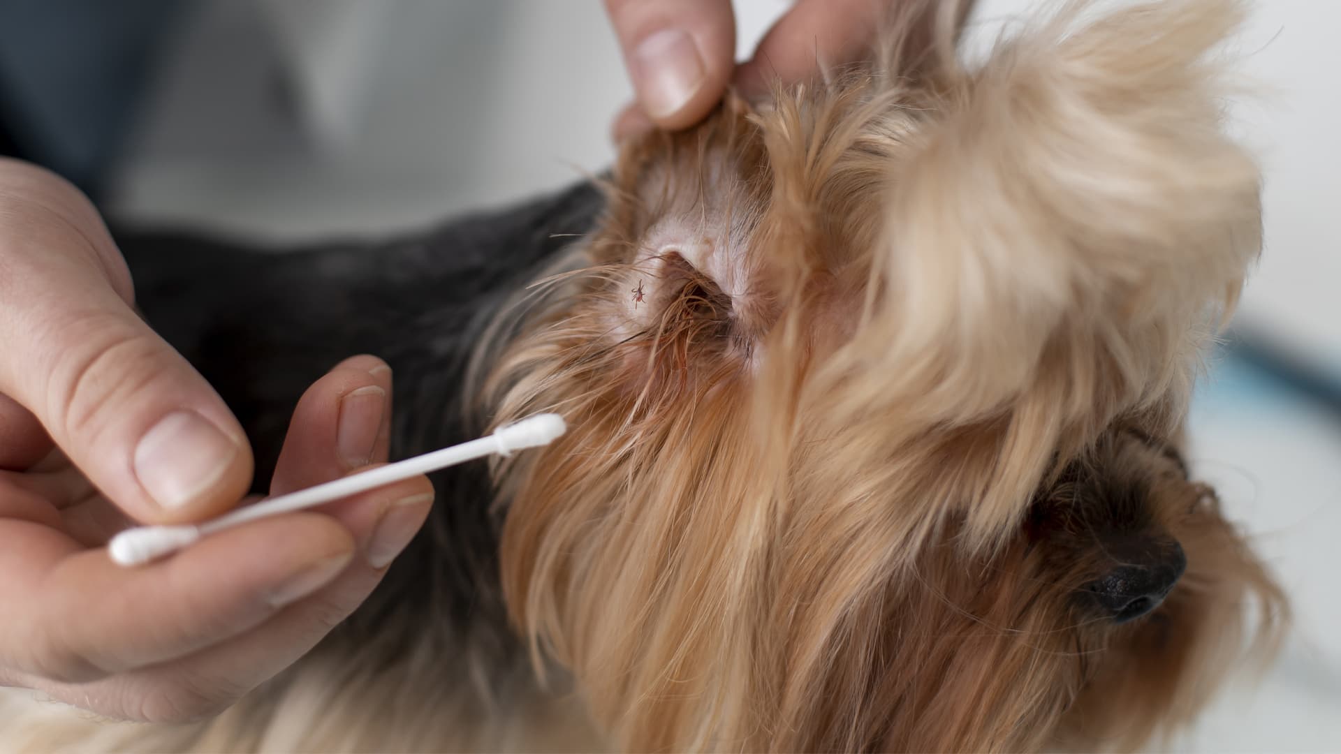 enlever tique chien vinaigre