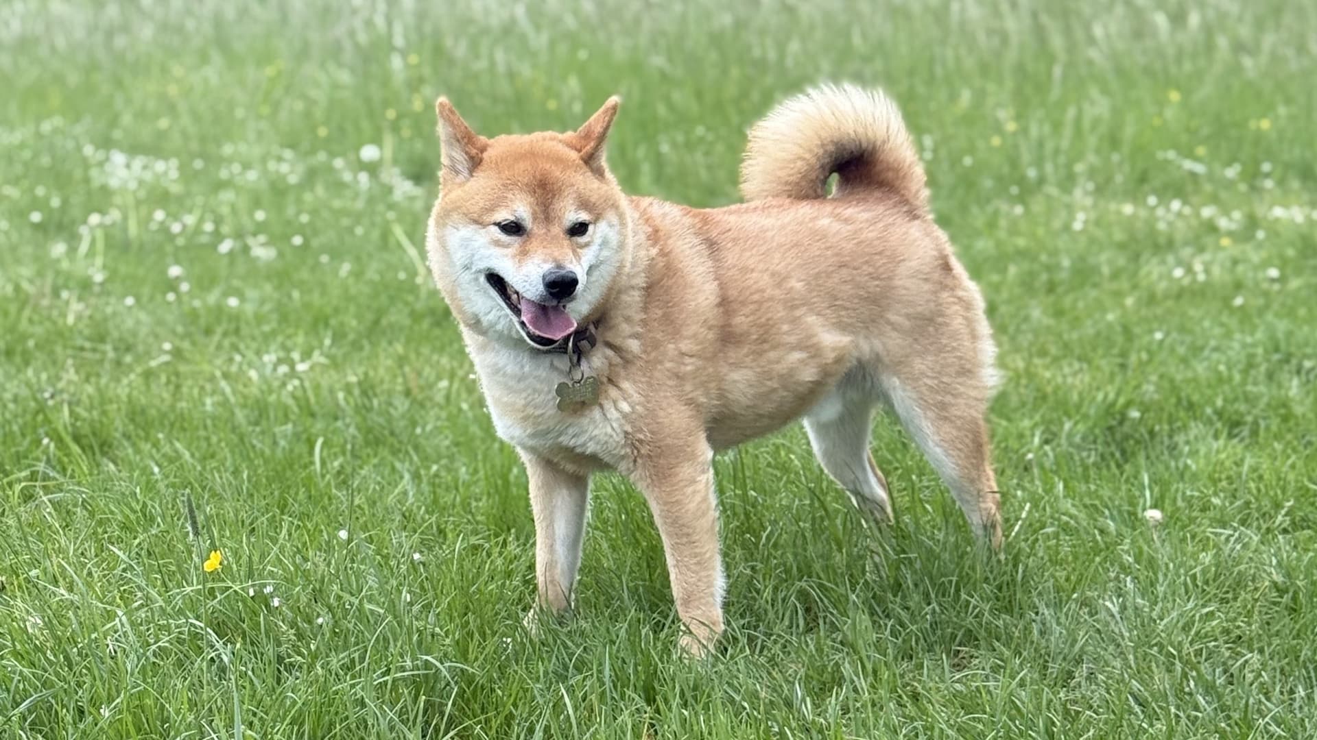 mon chien mange de l'herbe