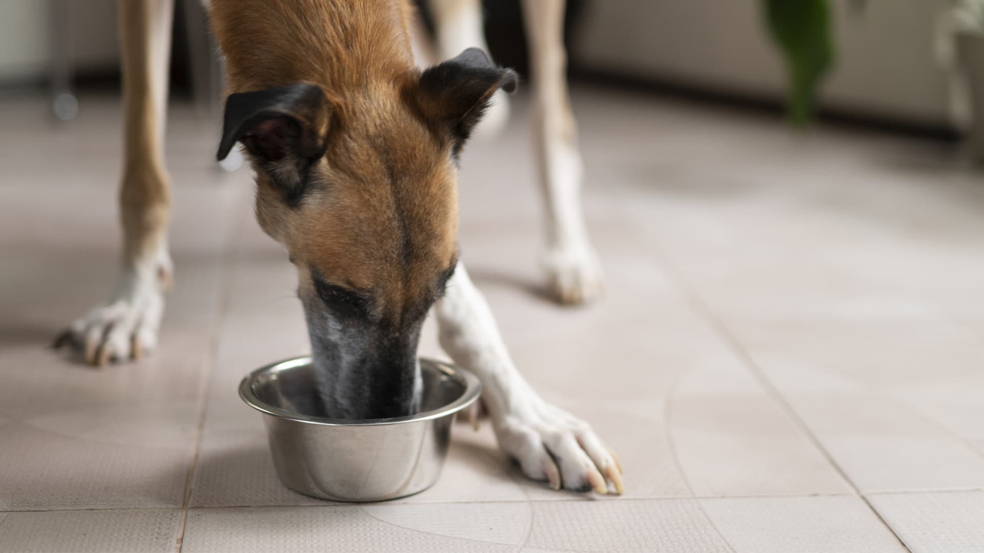 pate pour les chiens