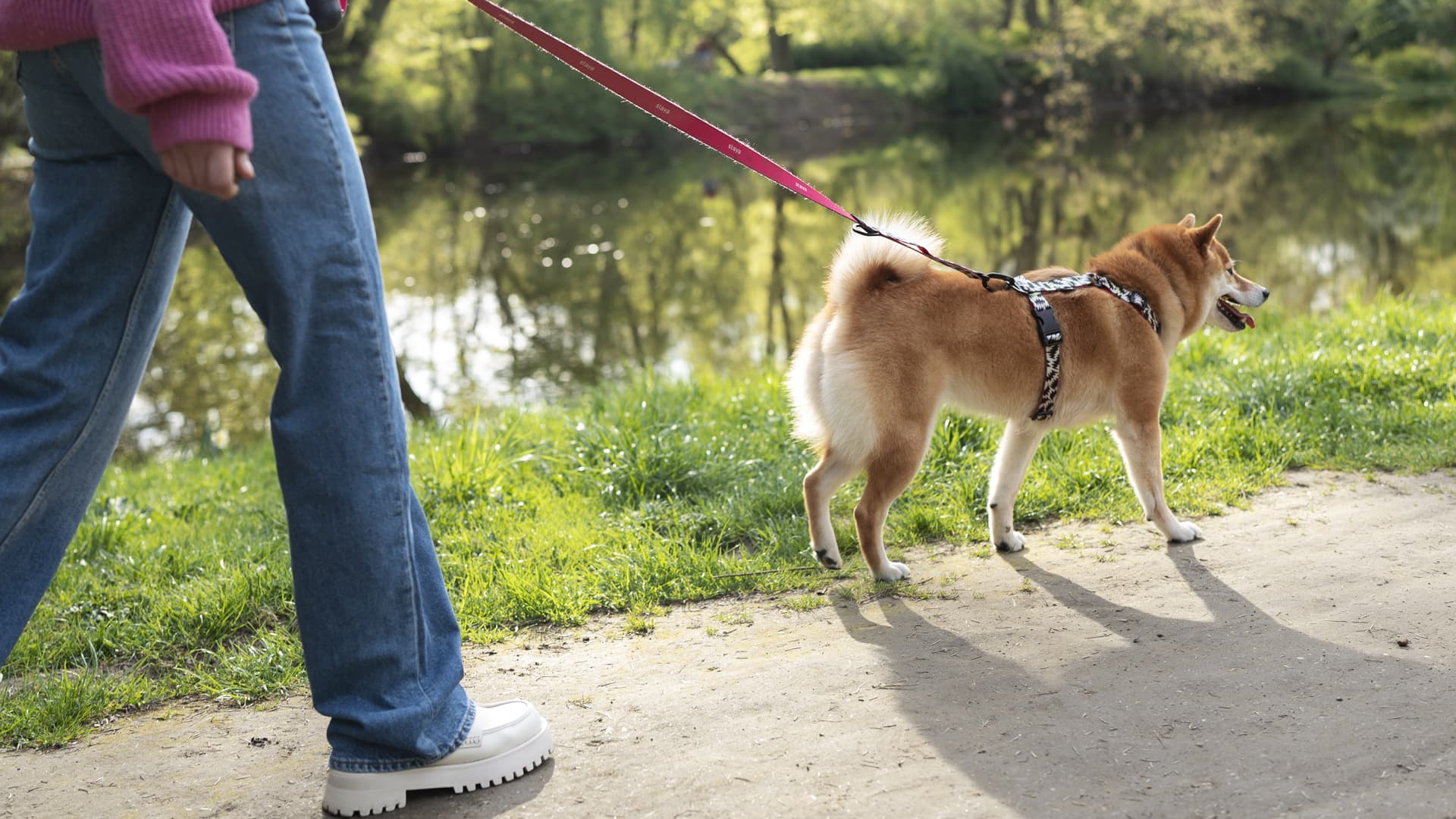 pourquoi mon chien tire en laisse