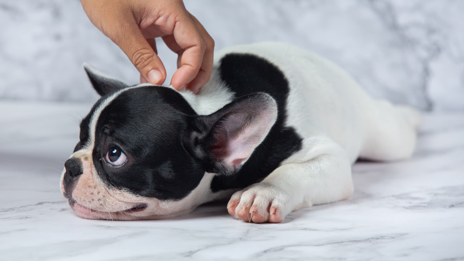 puces chien que faire