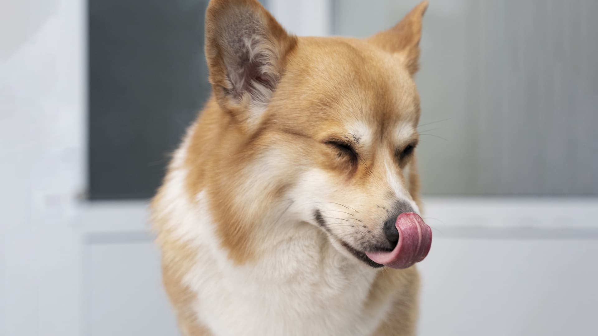 signes de stress chez le chien