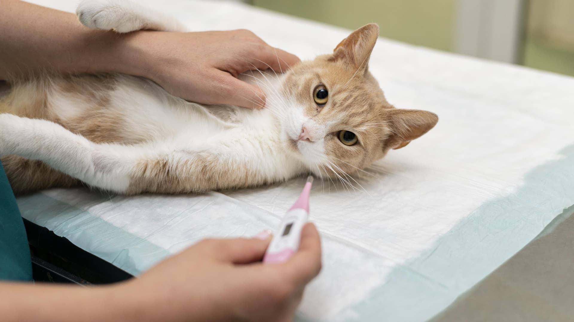 température du chat